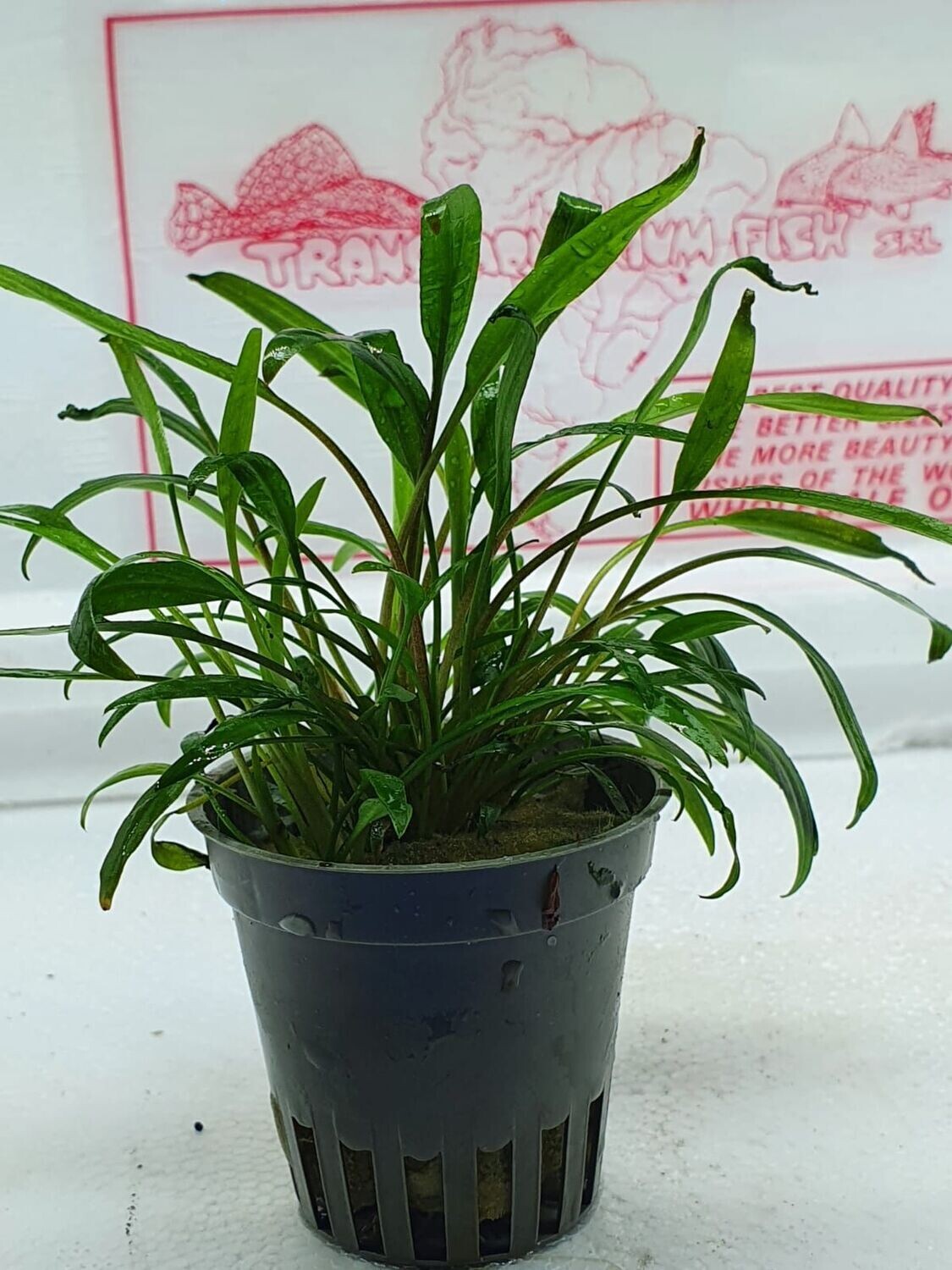 Cryptocoryne nevellii