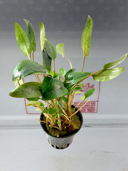 Cryptocoryne beckettii