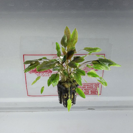 Cryptocoryne indonesii