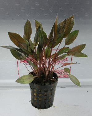 Cryptocoryne legroi
