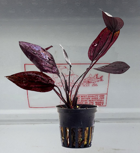 Echinodorus Aflame