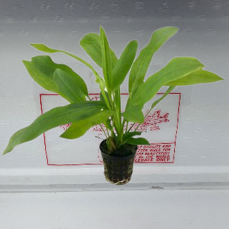 Echinodorus amazonicus