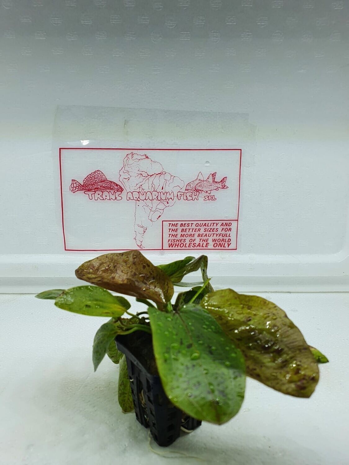 Echinodorus ozelot green