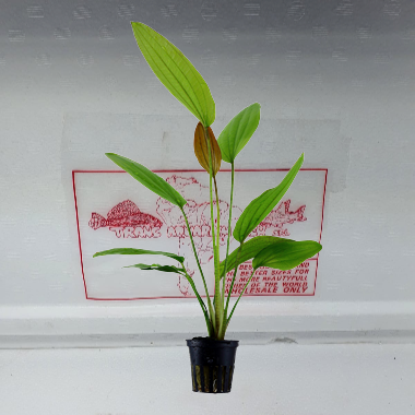 Echinodorus rosé