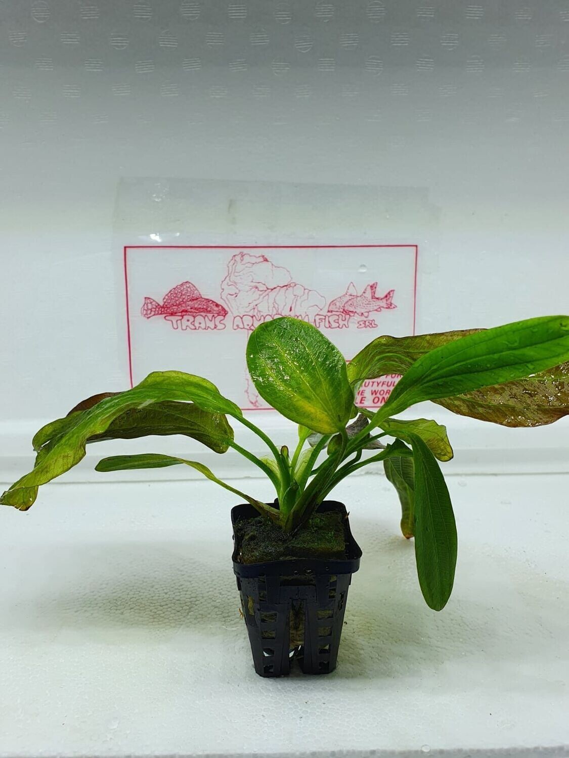 Echinodorus osiris - rubra