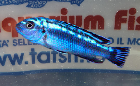 MELANOCHROMUS ELECTRIC BLUE
