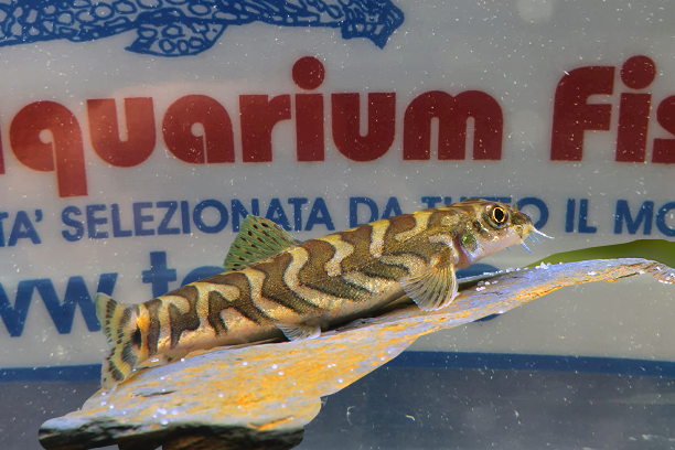 MESONOEMACHEILUS TRIANGULARIS
