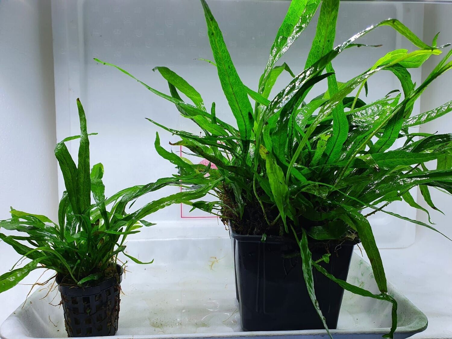 Microsorium minor (thin leaves)