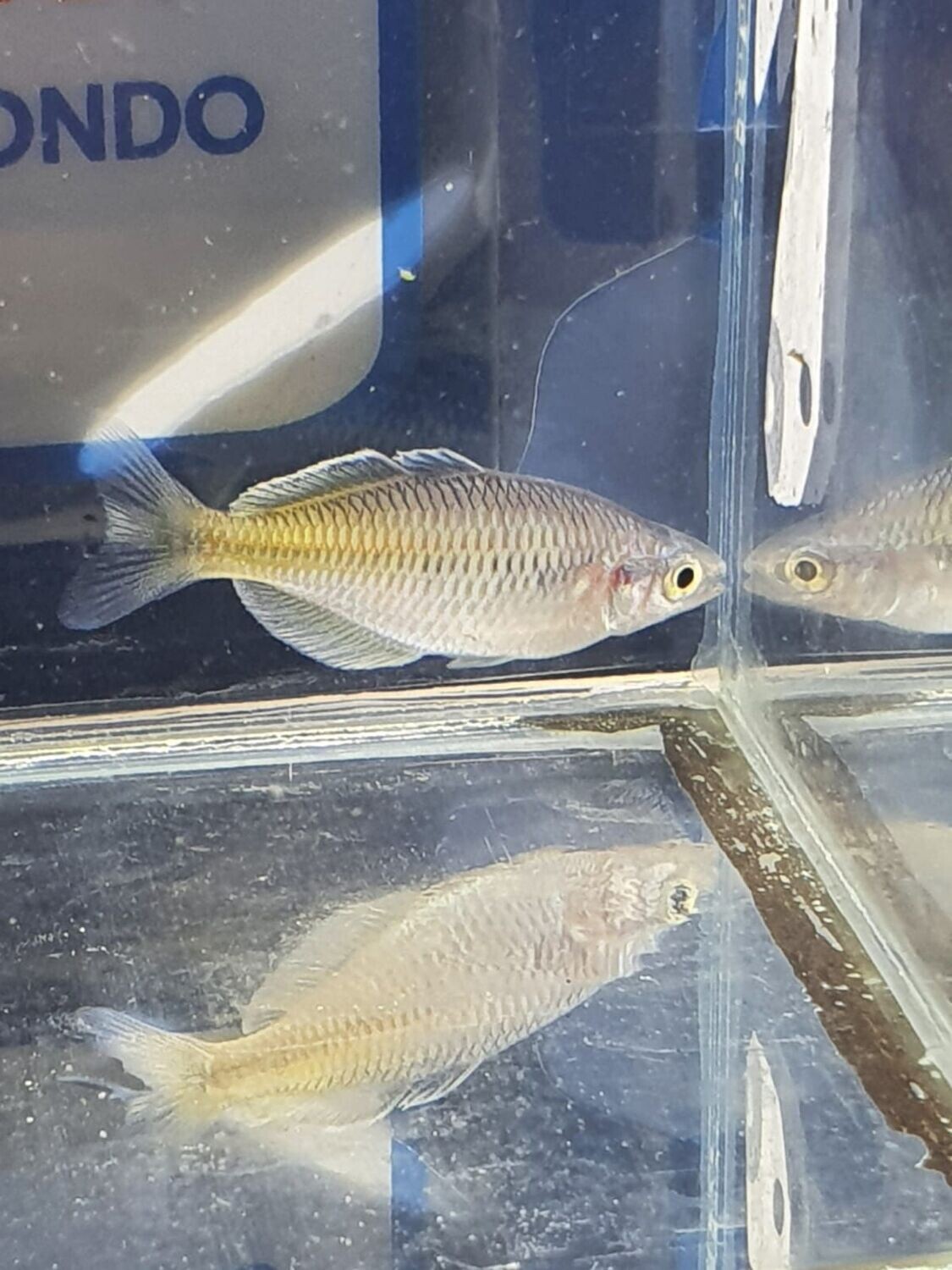 MELANOTAENIA BOESEMANI md