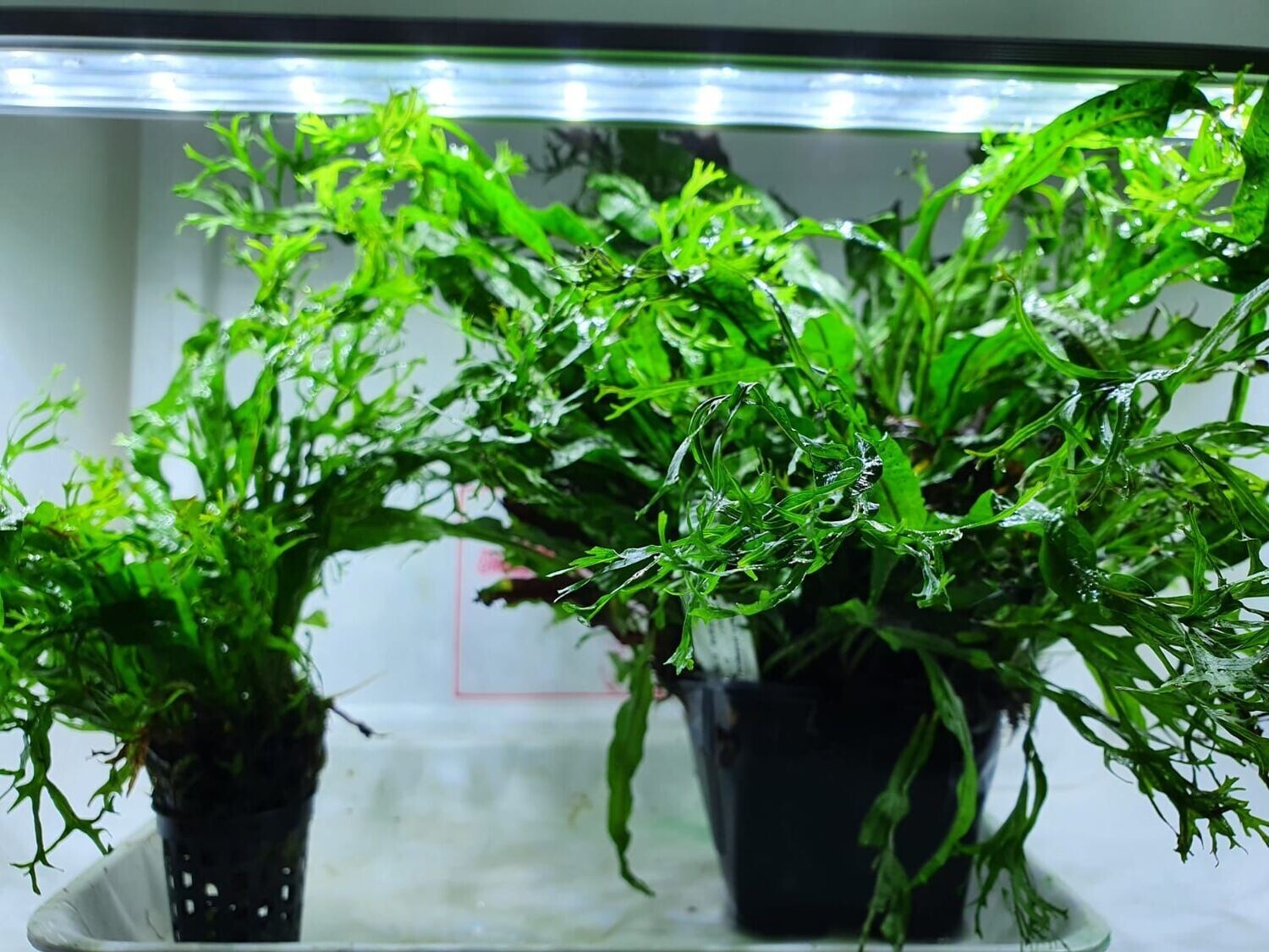 Microsorum crisped leaves XL