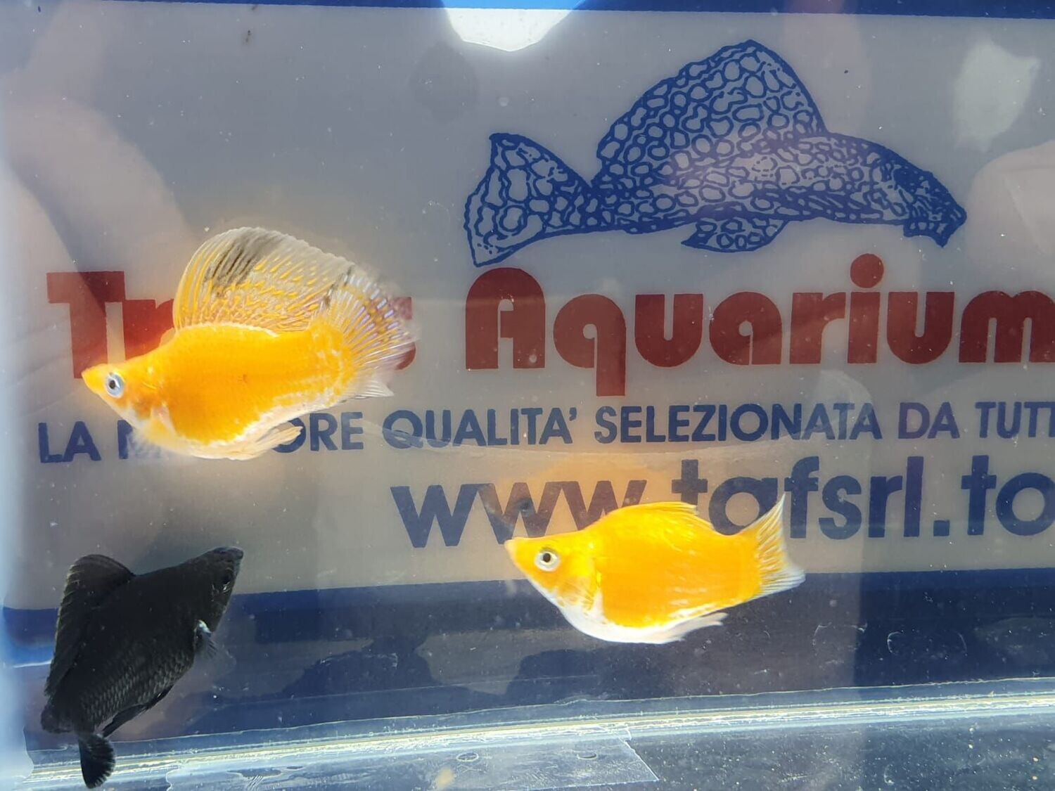 MOLLY COLORI ASSORTITI