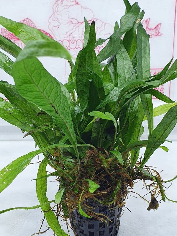 Microsorum minor (thin leaves) XL