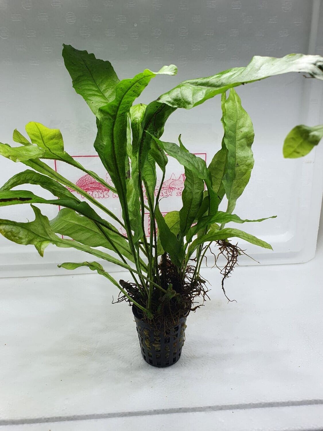 Microsorum pteropus (javavaren)