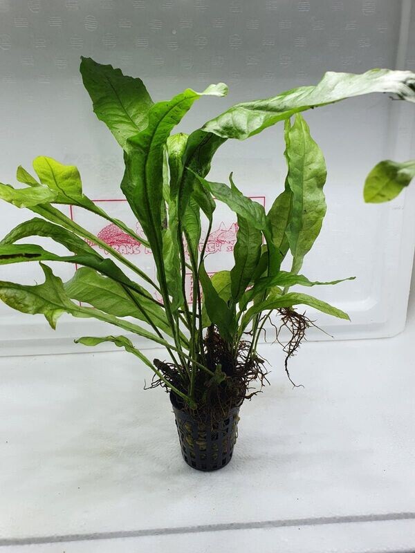 Microsorum pteropus (javavaren)