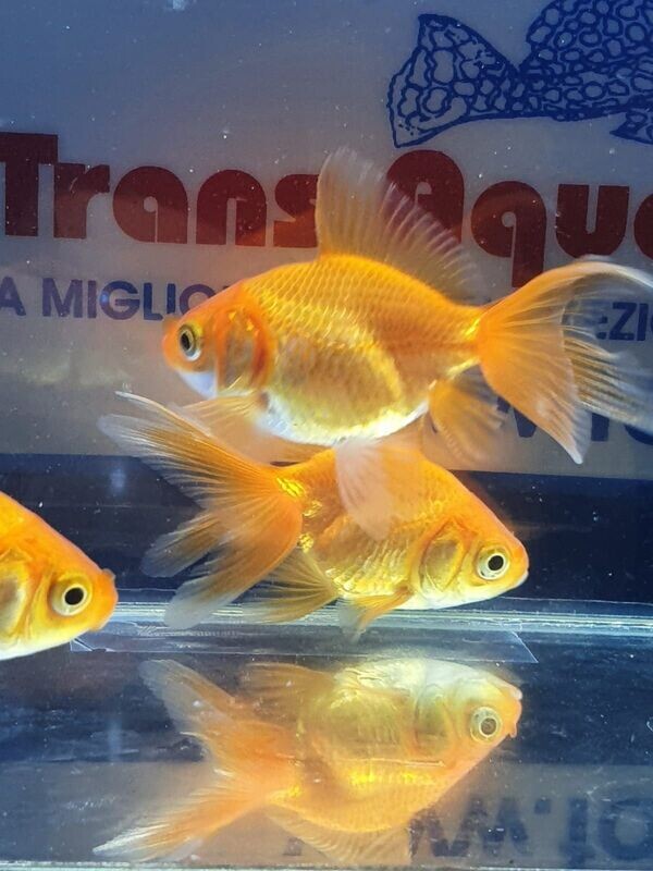 ORANDA-ROSSO-5cm