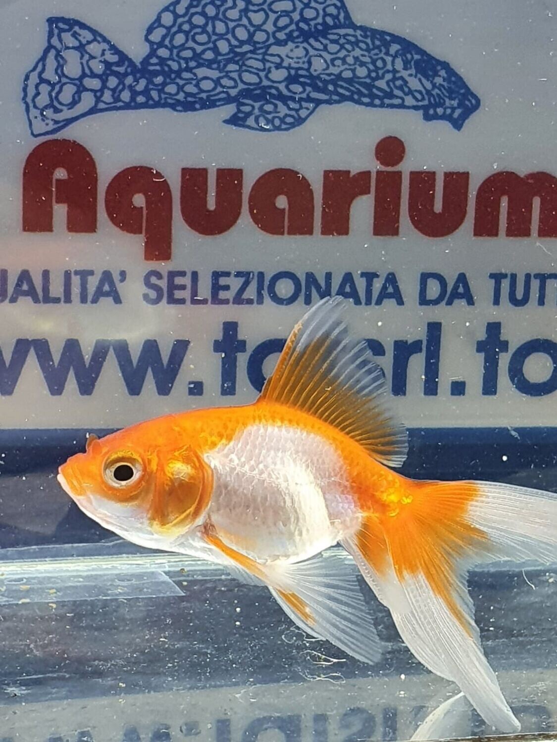 ORANDA-BIANCO/ROSSO-5cm