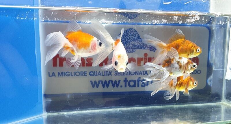 ORANDA-CALICO-5cm