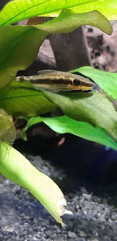 OTOCINCLUS AFFINIS