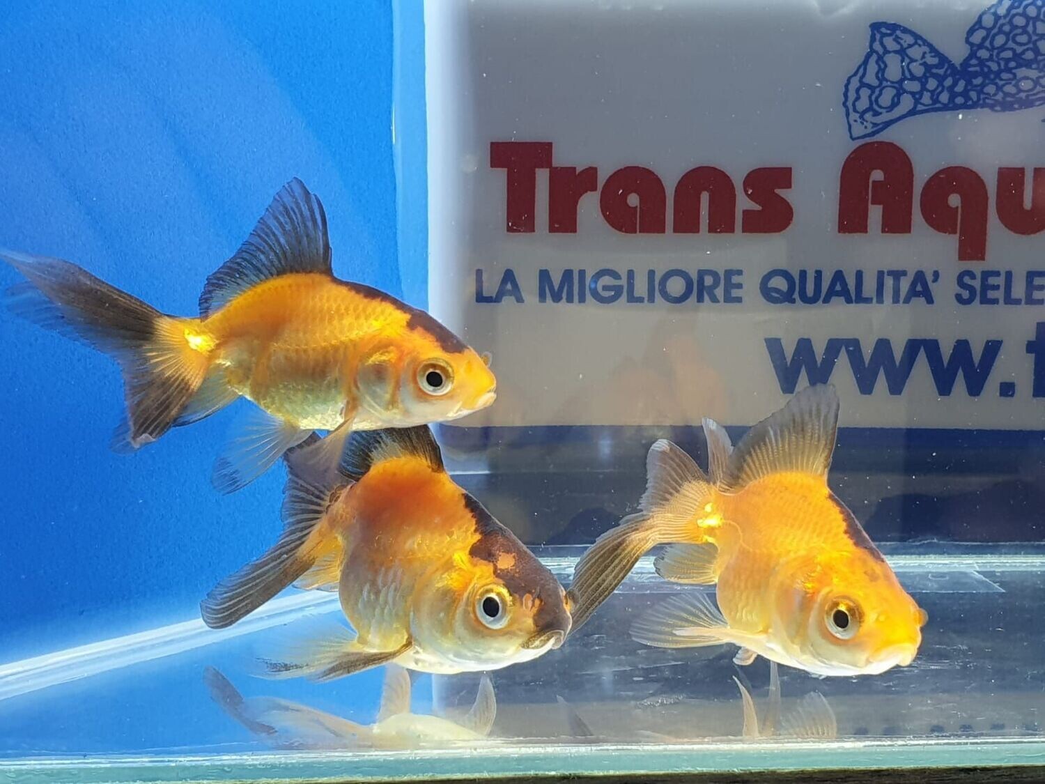 ORANDA-ROSSO/NERO-5cm