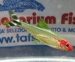 PETITELLA