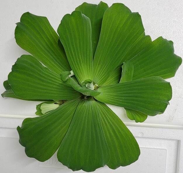 PISTIA STRATIOTES. GALLEGGIANTE
