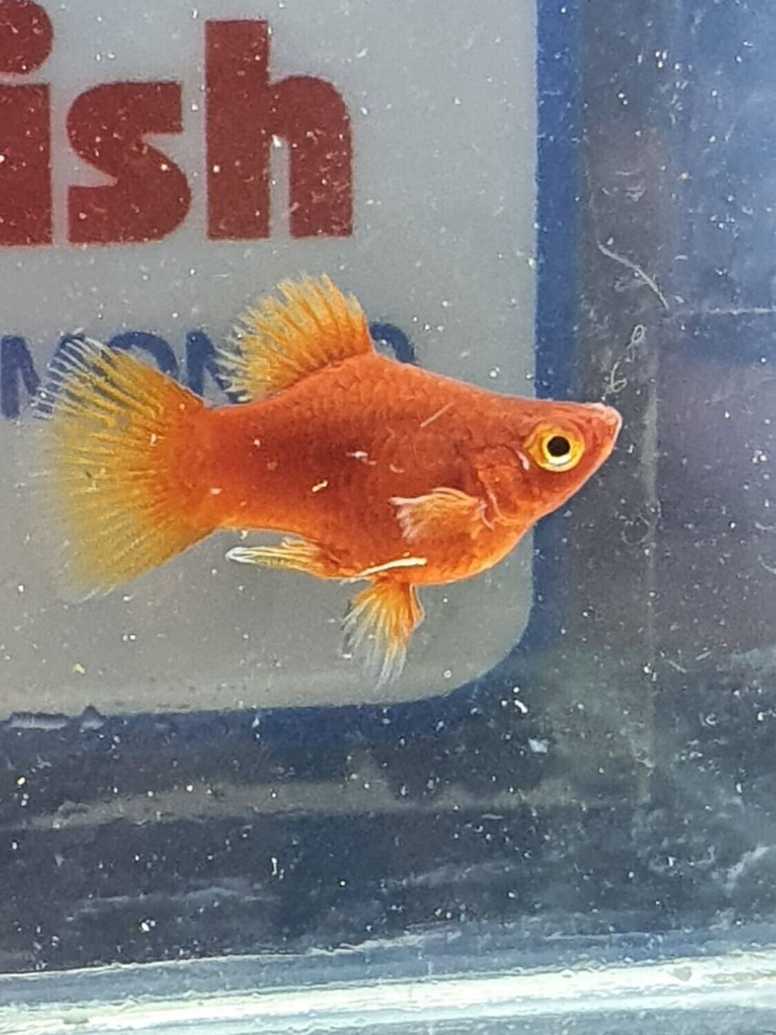 PLATY CORALLO