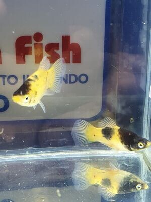 PLATY BUMBLE BEE NEW