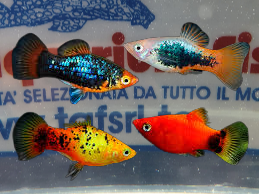 PLATY colori assortiti