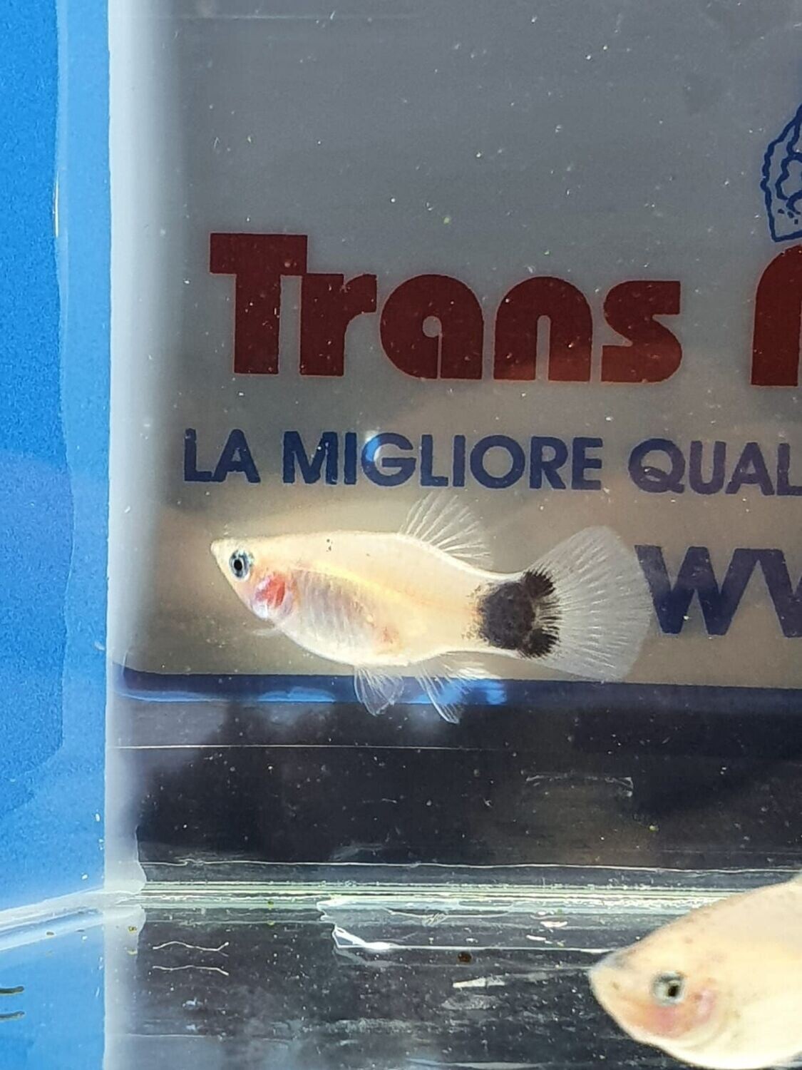 PLATY MILK MOON