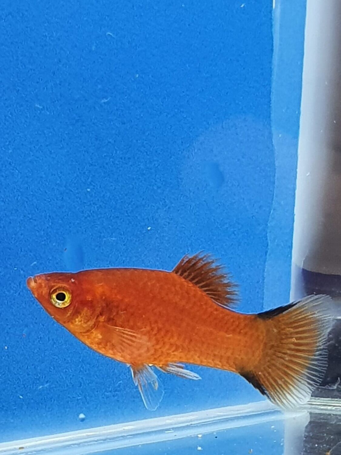 PLATY RED NEON