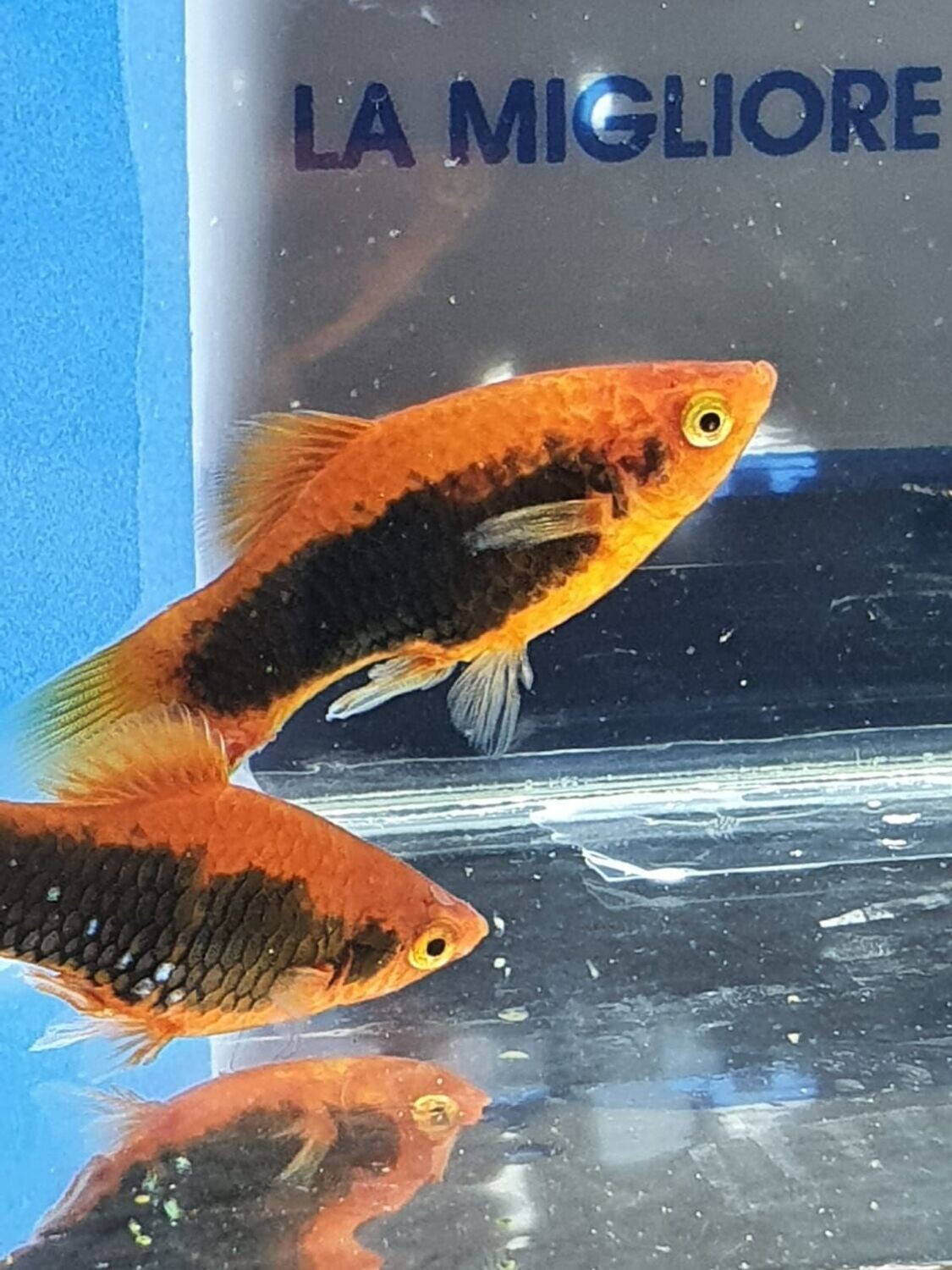 PLATY TUXEDO RED
