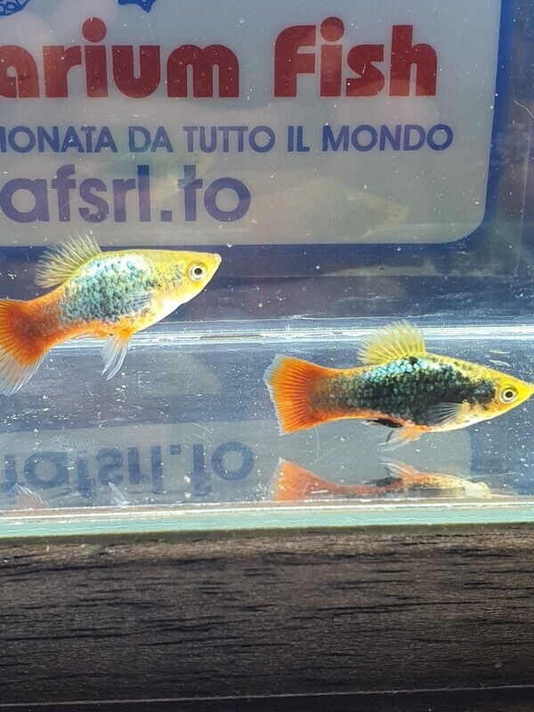 PLATY BLU CORAL