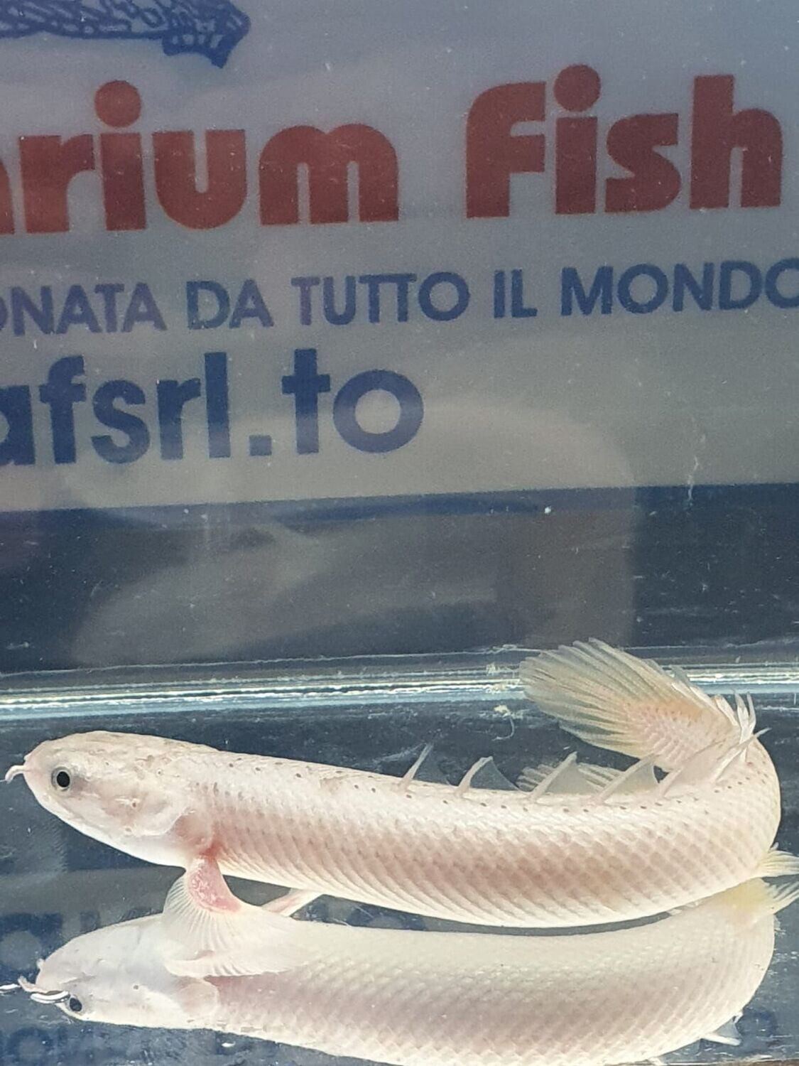 POLYPTERUS SENEGALUS