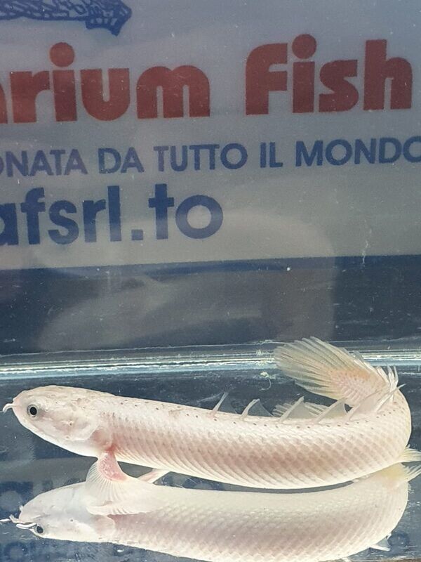 POLYPTERUS SENEGALUS