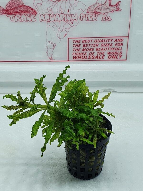 Pogostemon helferi