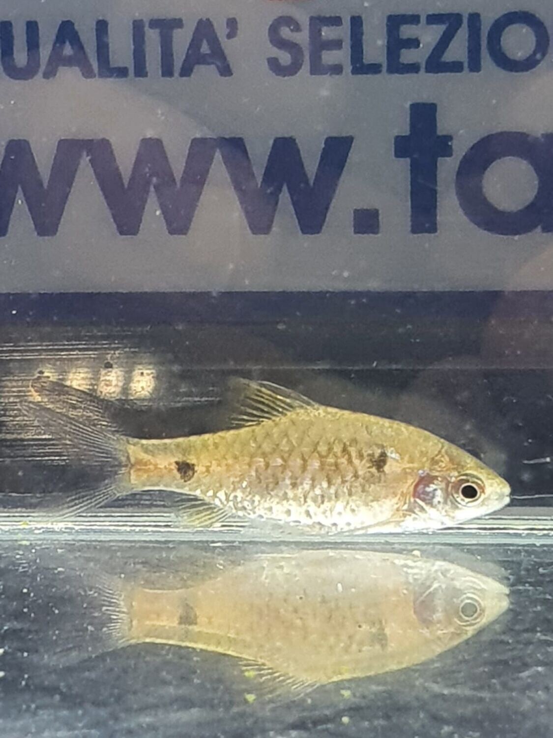 PUNTIUS PADAMYA ODESSA M