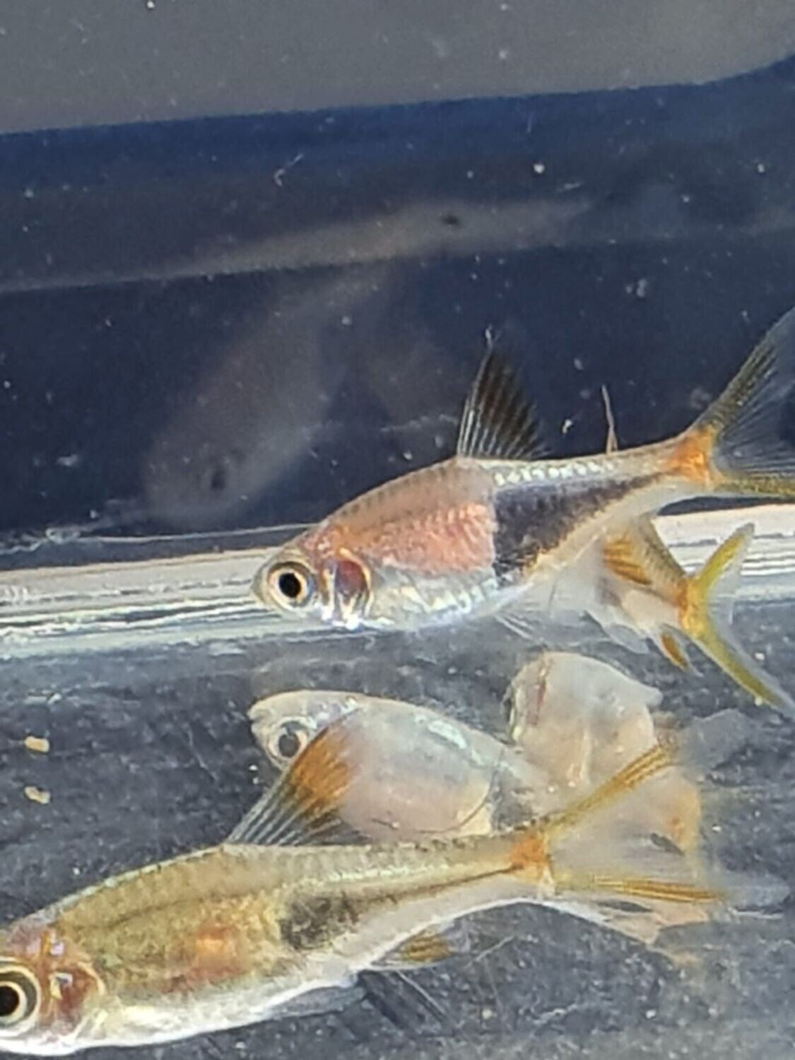 RASBORA HETEROMORPHA