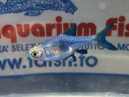 RASBORA HETEROMORPHA PURPLE