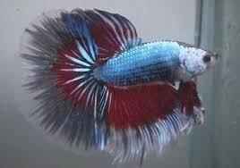 BETTA MASCHIO HALFMOON TRIBAND