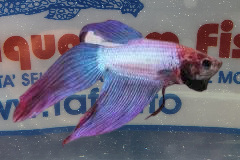 BETTA SPLENDENS M.  2COLOR