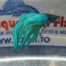 BETTA SPLENDENS M. GREEN