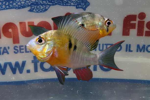 MICROGEOPHAGUS ALTISPINOSA 5/6 CM