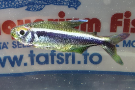 HYPHESSOBRYCON HERBERTAXELRODI (neon nero)