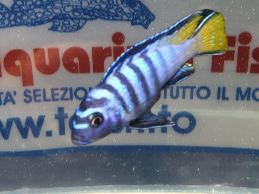 PSEUDOTROPHEUS ELONGATUS SM