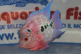 FLOWER HORN 7/8 CM
