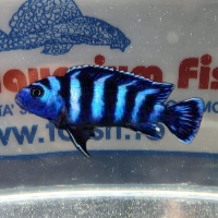 PSEUDOTROPHEUS DEMASONI sm