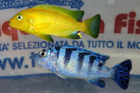 PSEUDOTROPHEUS LOMBARDOI 5-6 CM