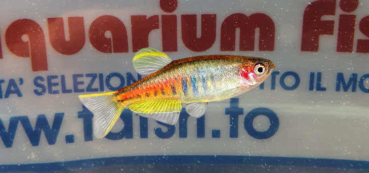 DANIO CHOPRAE