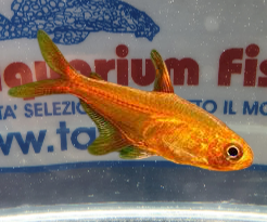 HYPHESSOBRYCON AMANDAE RED