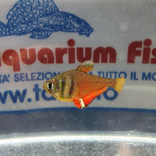 HYPHESSOBRYCON FLAMMEUS